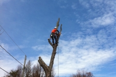 Arbor-Tech_Tree_Service_pic01