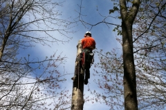 Arbor-Tech_Tree_Service_pic03